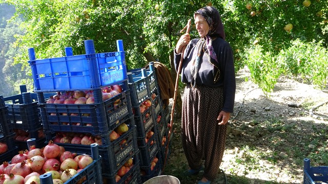 Tescili "Kuytucak Narı"nda hasat için geri sayım başladı