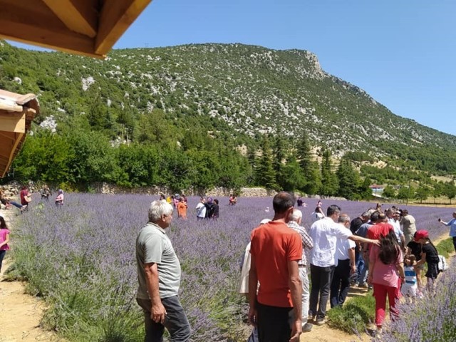 Lavanta bahçelerine ziyaretçi akını