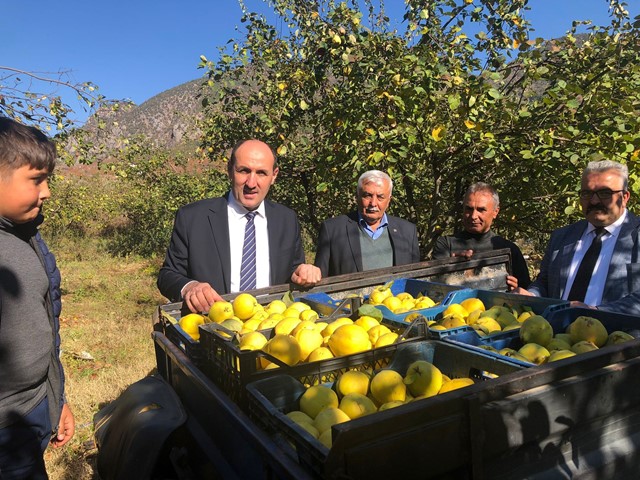SAİMBEYLİ AYVASI ORGANİK ÜRETİLECEK