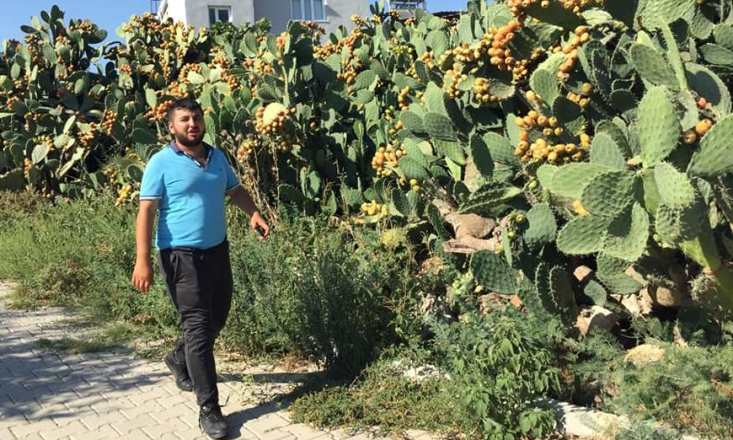 Köylülerin dikenli incir mesaisi başladı