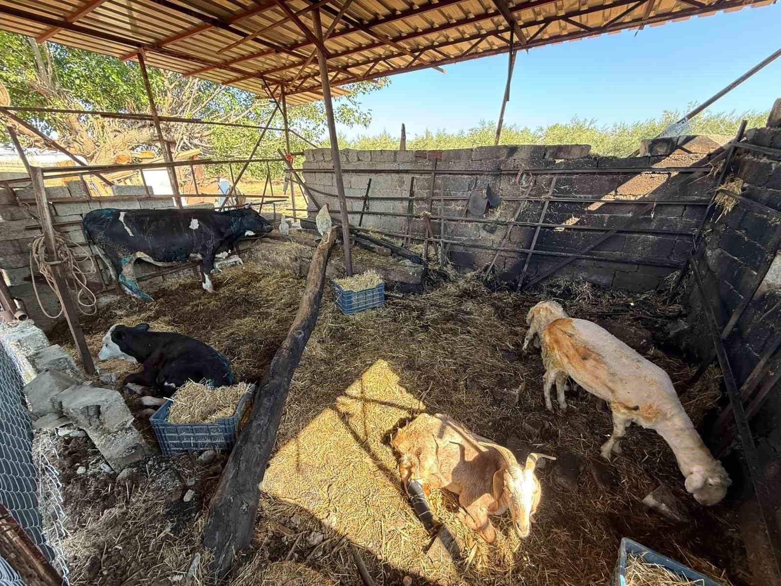 TRAKTÖRDEN SIÇRAYAN ALEVLER SAMAN BALYALARINI KÜLE ÇEVİRİRKEN, AHIRDAKİ BÜYÜKBAŞ HAYVANLAR YARALANDI. O SIRADIŞI ANLAR GÜVENLİK KAMERALARINA ANBEAN YANSIDI.