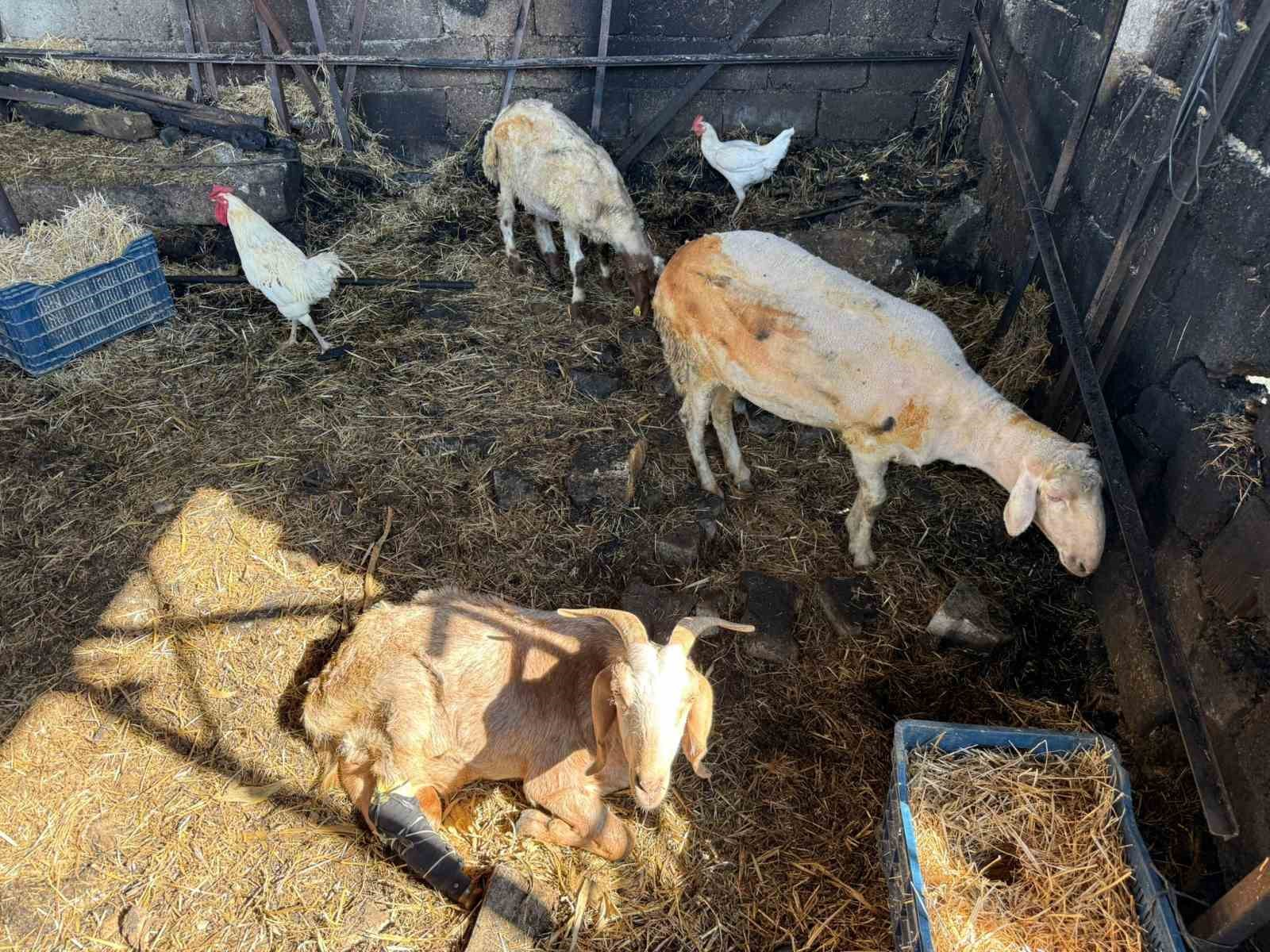 TRAKTÖRDEN SIÇRAYAN ALEVLER SAMAN BALYALARINI KÜLE ÇEVİRİRKEN, AHIRDAKİ BÜYÜKBAŞ HAYVANLAR YARALANDI. O SIRADIŞI ANLAR GÜVENLİK KAMERALARINA ANBEAN YANSIDI.