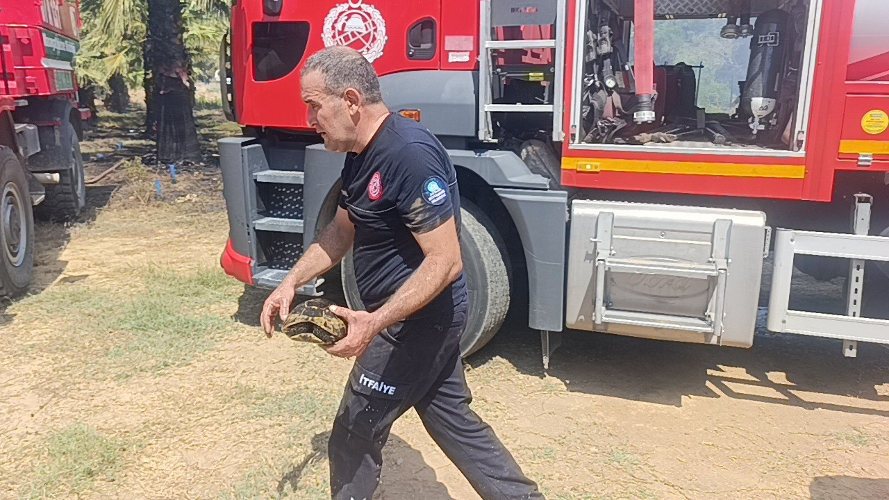 MANAVGAT İLÇESİNDE ÖNCEKİ GÜN ÇIKAN ARAZİ YANGININDA DA YANMAK ÜZERE OLAN KAPLUMBAĞA İTFAİYE EKİPLERİ TARAFINDAN BULUNMUŞ VE EKİPLER TARAFINDAN SUYLA YIKANIP SOĞUTULDUKTAN SONRA GÜVENLİ ALANA BIRAKILMIŞTI