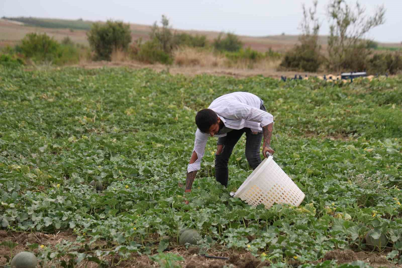 ADANA’DA 23 YILDIR AİLESİ İLE BİRLİKTE KAVUN VE KARPUZ ÜRETİMİ YAPAN FATİH YILDIRIM, TARLASINDA YETİŞTİRDİĞİ KAVUNLARI ARACIYA VE HALE GÖNDERMEK YERİNE AİLESİYLE BİRLİKTE DOĞRUDAN PAZARDA SATARAK ÜRETİCİ İLE TÜKETİCİYİ BULUŞTURUYOR.