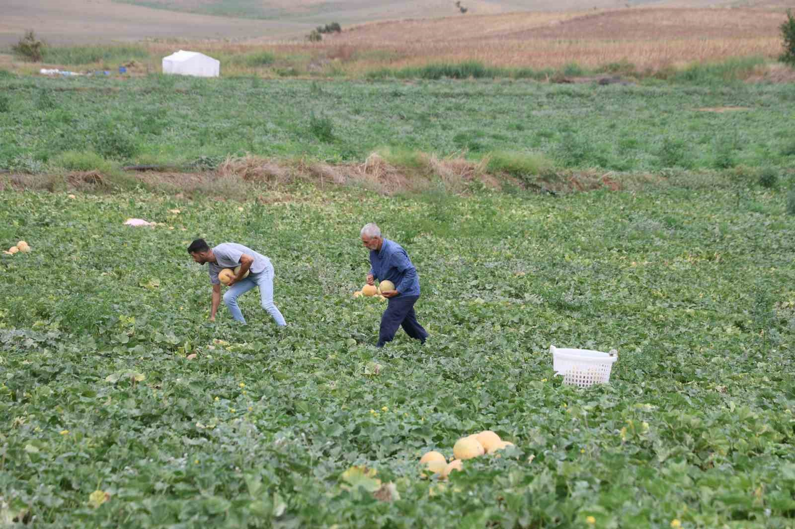 ADANA’DA 23 YILDIR AİLESİ İLE BİRLİKTE KAVUN VE KARPUZ ÜRETİMİ YAPAN FATİH YILDIRIM, TARLASINDA YETİŞTİRDİĞİ KAVUNLARI ARACIYA VE HALE GÖNDERMEK YERİNE AİLESİYLE BİRLİKTE DOĞRUDAN PAZARDA SATARAK ÜRETİCİ İLE TÜKETİCİYİ BULUŞTURUYOR.