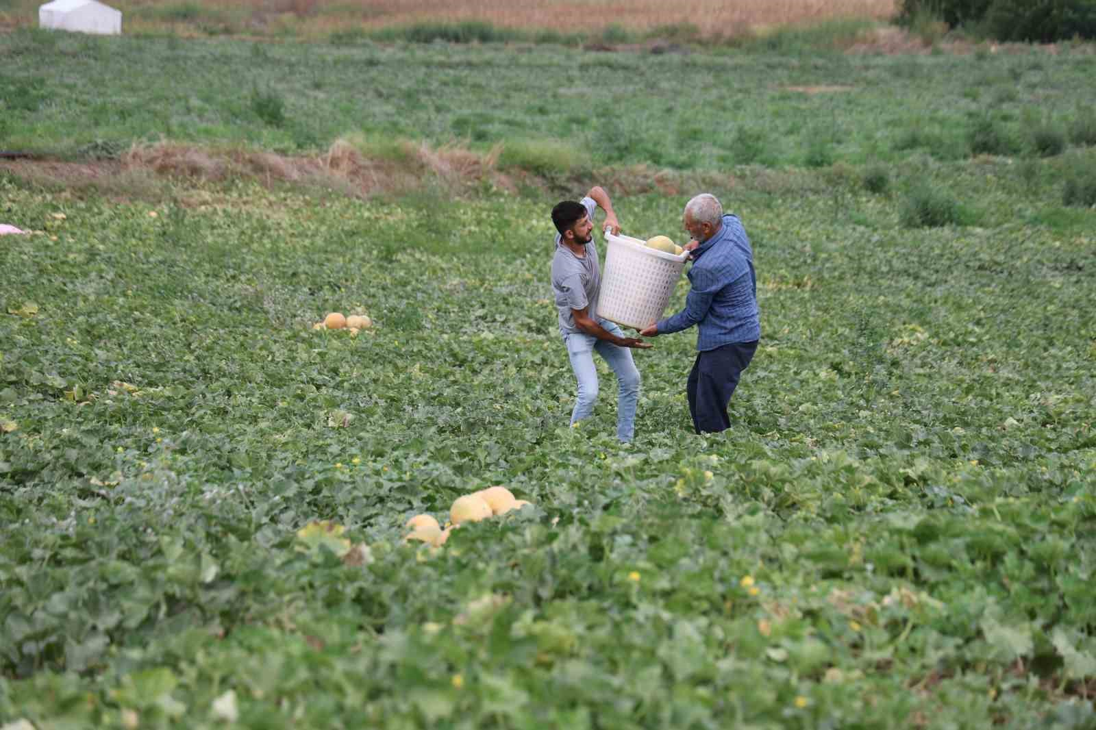 ADANA’DA 23 YILDIR AİLESİ İLE BİRLİKTE KAVUN VE KARPUZ ÜRETİMİ YAPAN FATİH YILDIRIM, TARLASINDA YETİŞTİRDİĞİ KAVUNLARI ARACIYA VE HALE GÖNDERMEK YERİNE AİLESİYLE BİRLİKTE DOĞRUDAN PAZARDA SATARAK ÜRETİCİ İLE TÜKETİCİYİ BULUŞTURUYOR.