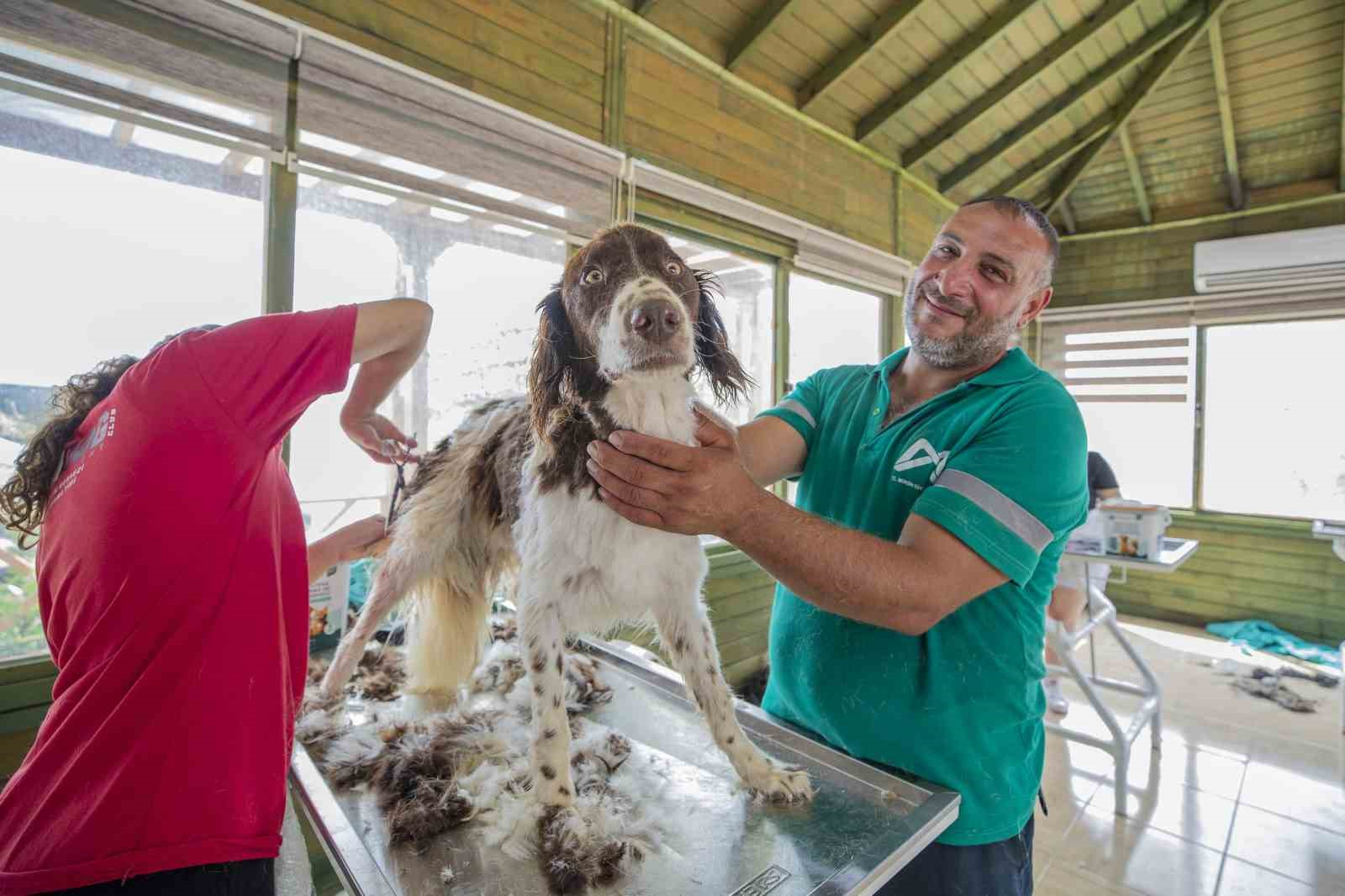 MERSİN BÜYÜKŞEHİR BELEDİYESİ KAŞLI HAYVAN BAKIMEVİ VE DOĞAL YAŞAM ALANINDA, SAHİPLENDİRİLMEYİ BEKLEYEN KÖPEKLERİN BAKIMINA DESTEK OLMAK AMACIYLA PET KUAFÖRLER VE HAYVANSEVERLER BİR ARAYA GELDİ.