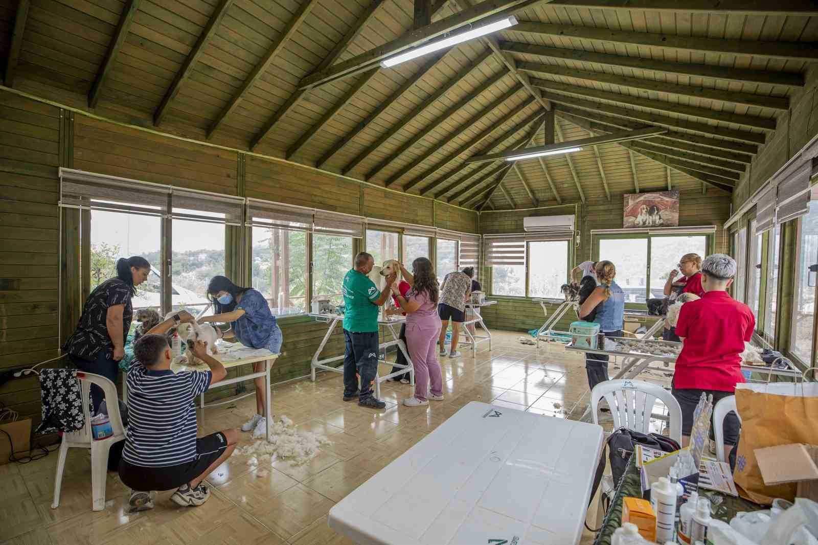 MERSİN BÜYÜKŞEHİR BELEDİYESİ KAŞLI HAYVAN BAKIMEVİ VE DOĞAL YAŞAM ALANINDA, SAHİPLENDİRİLMEYİ BEKLEYEN KÖPEKLERİN BAKIMINA DESTEK OLMAK AMACIYLA PET KUAFÖRLER VE HAYVANSEVERLER BİR ARAYA GELDİ.