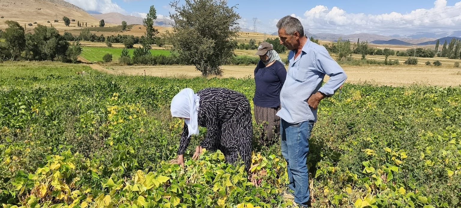 ADANA'NIN TUFANBEYLİ İLÇESİNDE MAYIS AYINDA TOPRAKLA BULUŞTURULAN COĞRAFİ İŞARETLİ BEYAZ KURU FASULYE, AYLAR SÜREN BAKIM VE SULAMA ÇALIŞMALARININ ARDINDAN OLGUNLAŞARAK HASAT EDİLMEYE BAŞLANDI. FASULYE TARLADA KİLOSU 100 İLE 125 TL ARASINDA ALICI BULUYOR.