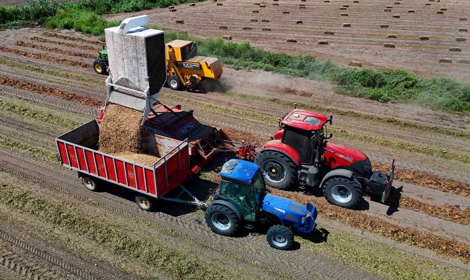 TÜRKİYE'NİN EN ÇOK YER FISTIĞI ÜRETİLEN KENTİ ADANA'DA SAHİL KESİMLERİNDE SEZONUN İLK HASADI BAŞLADI. DEKAR BAŞINA 500-600 KİLOGRAM REKOLTE ALINIRKEN KENT GENELİNDE 135 BİN TON REKOLTE HEDEFLENİYOR.