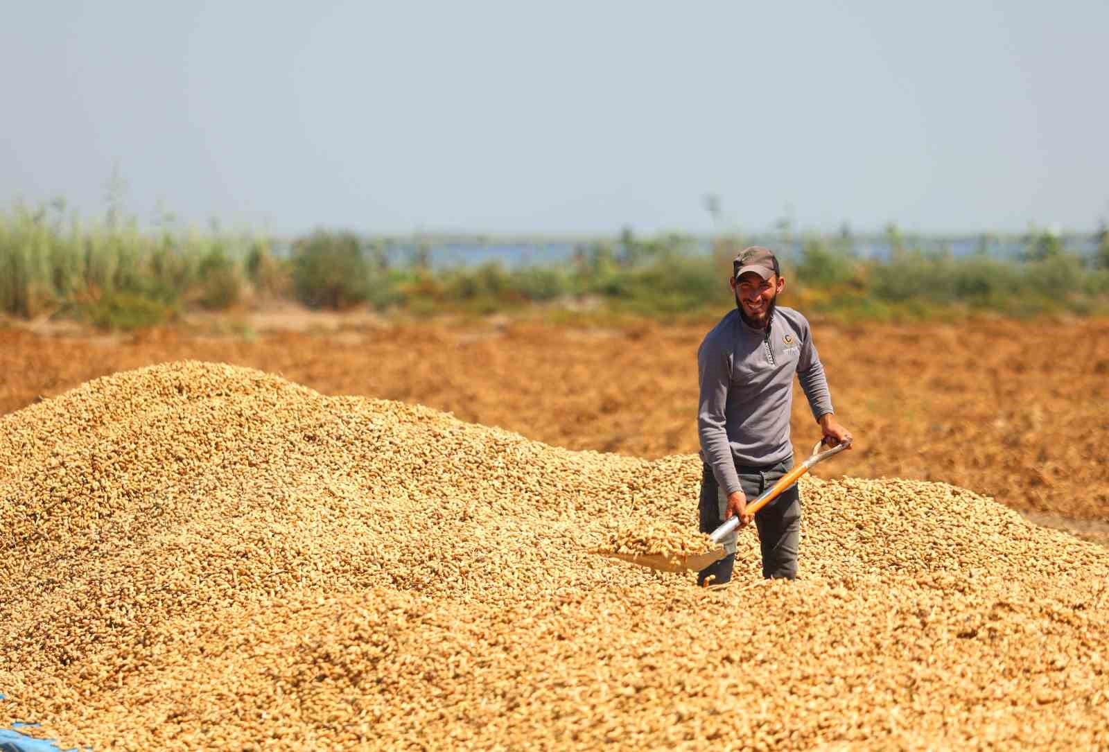 TÜRKİYE'NİN EN ÇOK YER FISTIĞI ÜRETİLEN KENTİ ADANA'DA SAHİL KESİMLERİNDE SEZONUN İLK HASADI BAŞLADI. DEKAR BAŞINA 500-600 KİLOGRAM REKOLTE ALINIRKEN KENT GENELİNDE 135 BİN TON REKOLTE HEDEFLENİYOR.