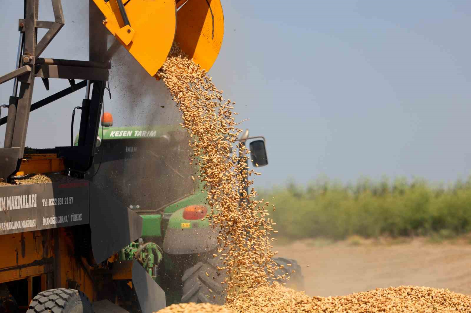 TÜRKİYE'NİN EN ÇOK YER FISTIĞI ÜRETİLEN KENTİ ADANA'DA SAHİL KESİMLERİNDE SEZONUN İLK HASADI BAŞLADI. DEKAR BAŞINA 500-600 KİLOGRAM REKOLTE ALINIRKEN KENT GENELİNDE 135 BİN TON REKOLTE HEDEFLENİYOR.