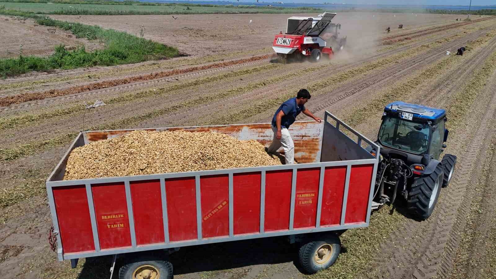 TÜRKİYE'NİN EN ÇOK YER FISTIĞI ÜRETİLEN KENTİ ADANA'DA SAHİL KESİMLERİNDE SEZONUN İLK HASADI BAŞLADI. DEKAR BAŞINA 500-600 KİLOGRAM REKOLTE ALINIRKEN KENT GENELİNDE 135 BİN TON REKOLTE HEDEFLENİYOR.