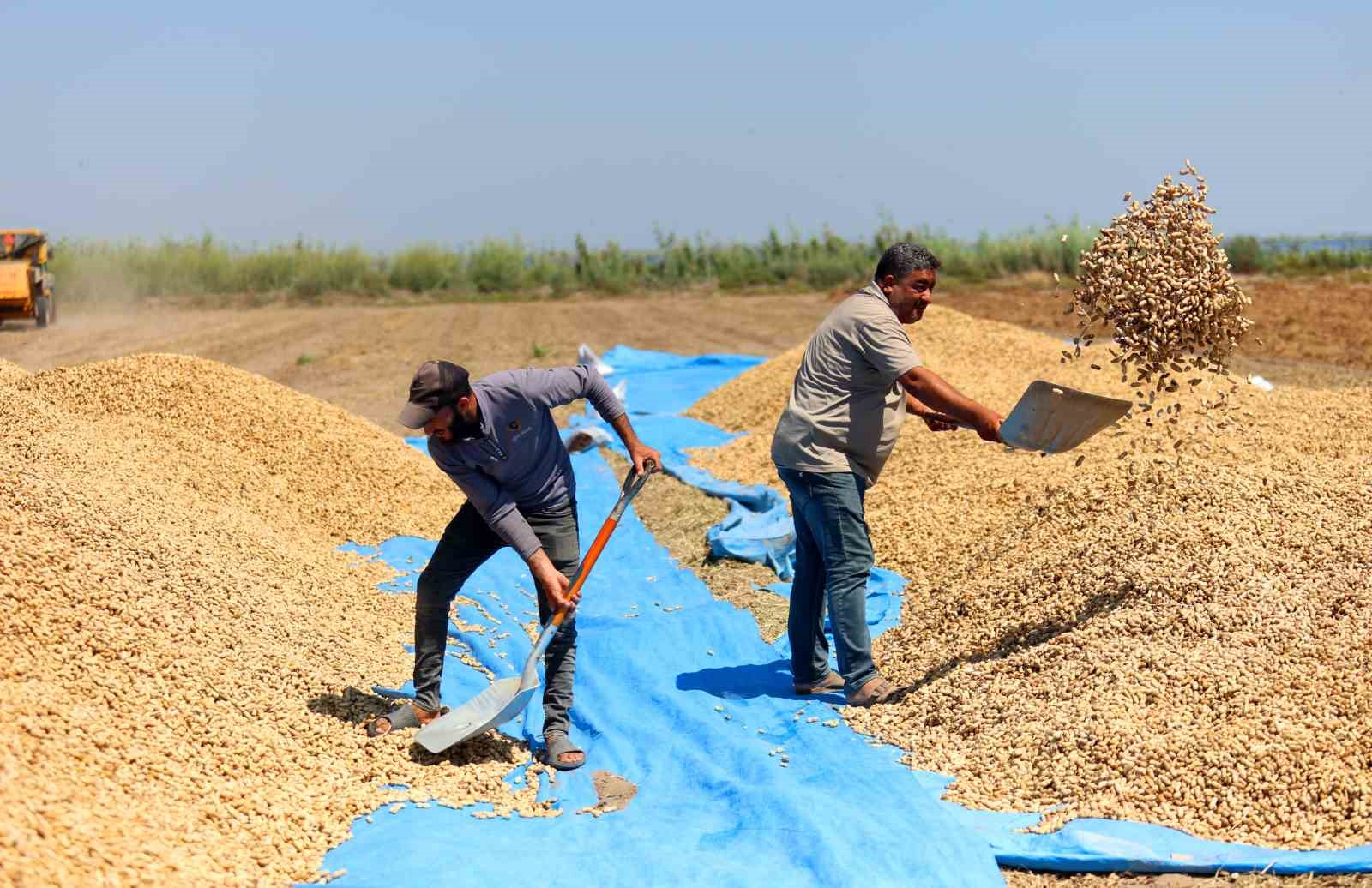 TÜRKİYE'NİN EN ÇOK YER FISTIĞI ÜRETİLEN KENTİ ADANA'DA SAHİL KESİMLERİNDE SEZONUN İLK HASADI BAŞLADI. DEKAR BAŞINA 500-600 KİLOGRAM REKOLTE ALINIRKEN KENT GENELİNDE 135 BİN TON REKOLTE HEDEFLENİYOR.