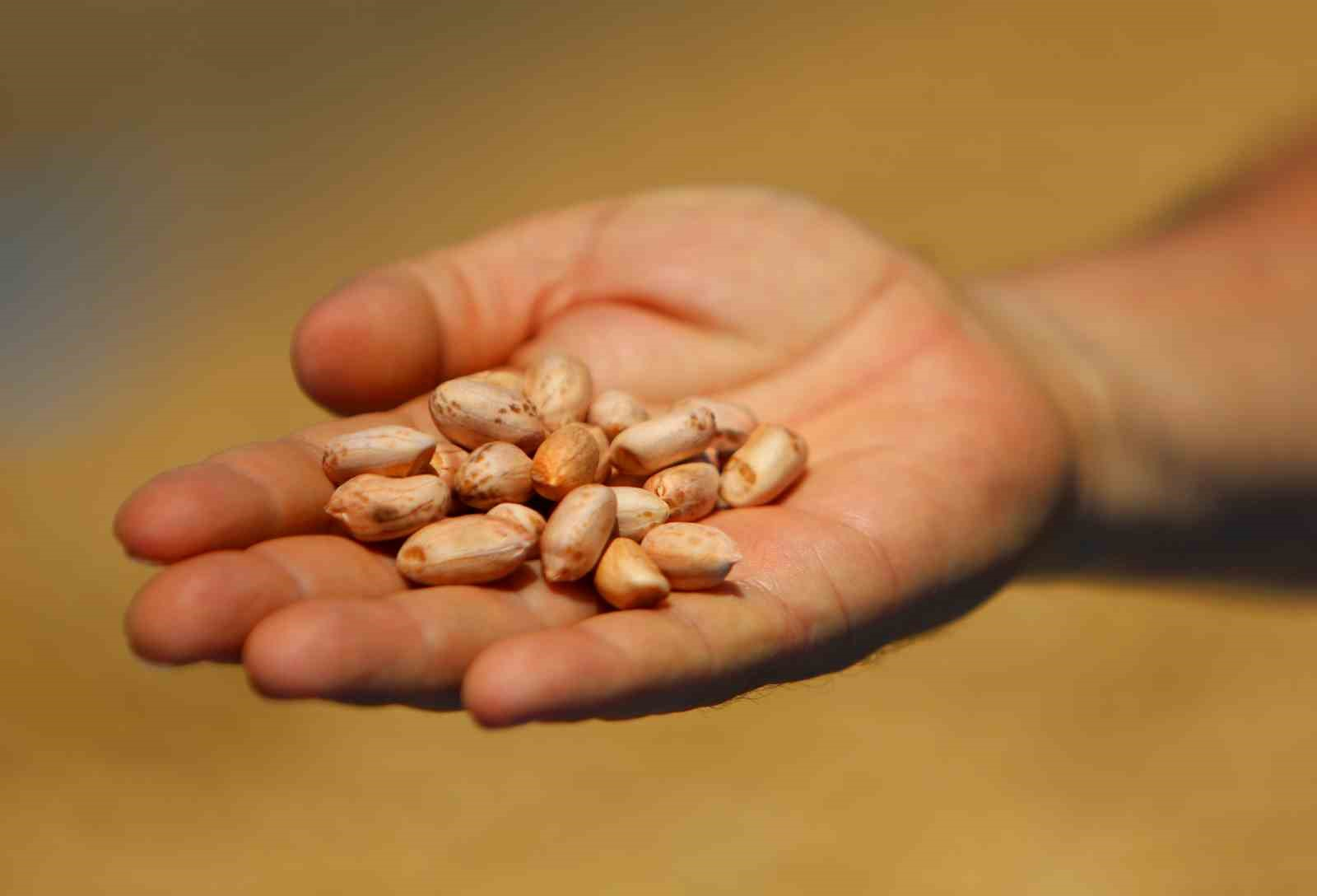 TÜRKİYE'NİN EN ÇOK YER FISTIĞI ÜRETİLEN KENTİ ADANA'DA SAHİL KESİMLERİNDE SEZONUN İLK HASADI BAŞLADI. DEKAR BAŞINA 500-600 KİLOGRAM REKOLTE ALINIRKEN KENT GENELİNDE 135 BİN TON REKOLTE HEDEFLENİYOR.