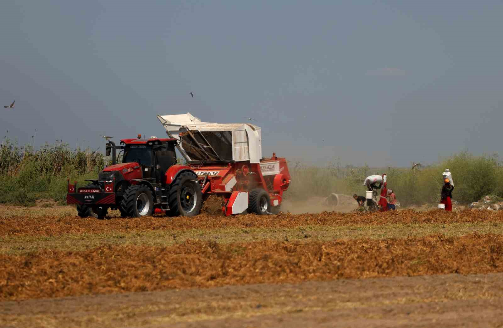 TÜRKİYE'NİN EN ÇOK YER FISTIĞI ÜRETİLEN KENTİ ADANA'DA SAHİL KESİMLERİNDE SEZONUN İLK HASADI BAŞLADI. DEKAR BAŞINA 500-600 KİLOGRAM REKOLTE ALINIRKEN KENT GENELİNDE 135 BİN TON REKOLTE HEDEFLENİYOR.