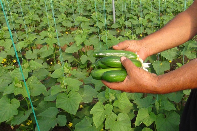 ADANA'DA SALATALIK ZAM ŞAMPİYONU