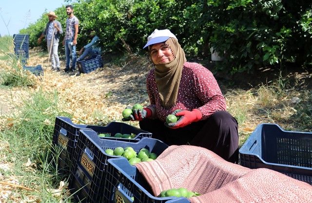 AVRUPA VE RUSYA’NIN LİMONU ADANA’DAN