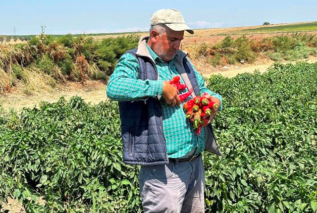 SALÇALIK BİBER SEZONU YÜKSEK AÇTI